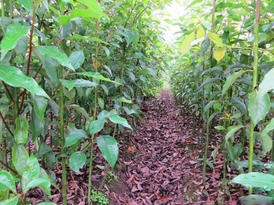 庭院道路绿化植物香樟树苗龙脑樟小苗四季常青耐寒驱蚊大型风景树