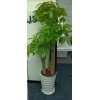 栀子花四季开花 阳台室内盆栽 桅子花苗