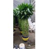 新品珍稀名贵树苗 耐冻红花凤凰树苗