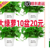 绿萝盆栽花卉植物室内吸除甲醛净化空气长藤垂吊兰大绿箩水培绿植