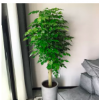 绿宝幸福树盆栽 大型绿植客厅花卉办公室内绿化植物 上海送货上门