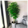 绿宝幸福树盆栽 大型绿植客厅花卉办公室内绿化植物 上海送货上门