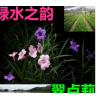 翠卢莉 多年生 宿根花卉 耐寒耐湿湿地公园院中鱼池造景 水生植物