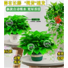 大叶绿萝盆栽室内植物花卉绿植水培长藤垂吊吸除甲醛送化肥营养液