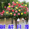棒棒糖树桩月季花苗特大花朵花卉植物庭院四季开玫瑰带花树状月季
