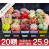 云南多肉植物新手组合盆栽套餐肉肉植物花卉植物绿植入门精养套餐