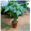 发财树盆栽大型客厅四季常青组合绿植植物四季常青包邮